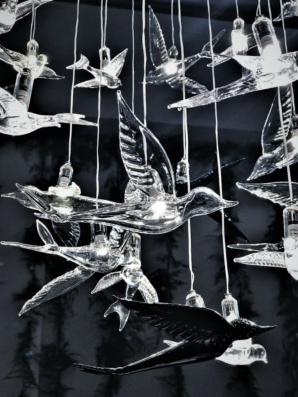Birds Avize